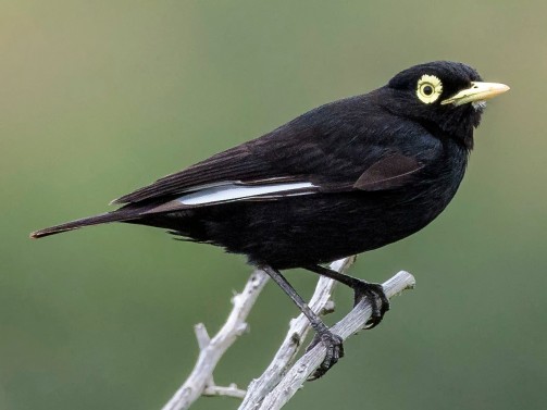 Spectacled Tyrant